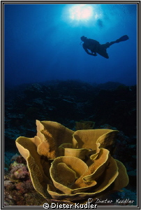 Diving Big Bend, Yap Island by Dieter Kudler 